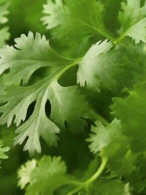 coriander leaves bunch