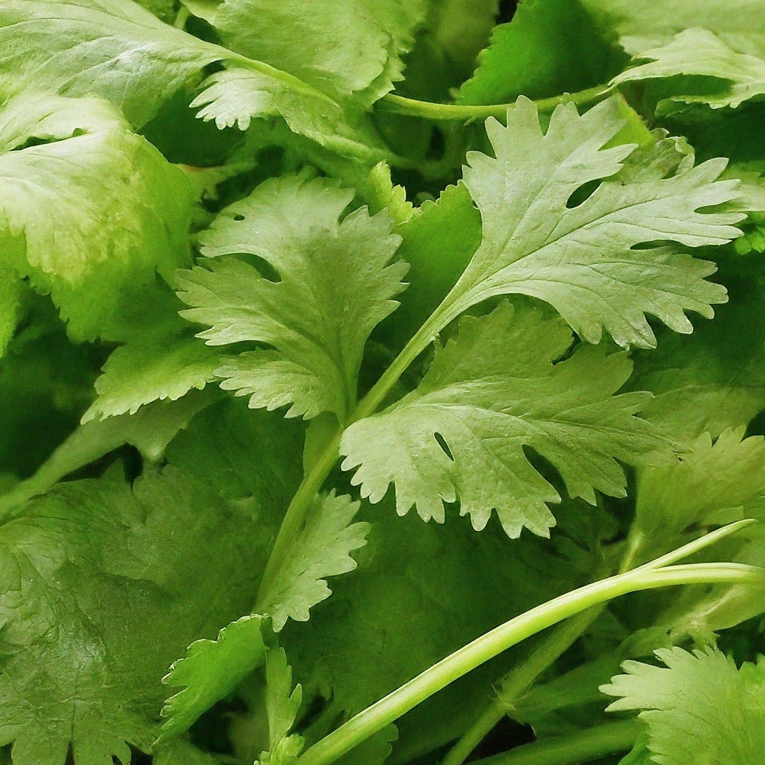 image_fx_a_photograpgh_of_a_closeup_of_coriander_leave (1) image of coriander leaves