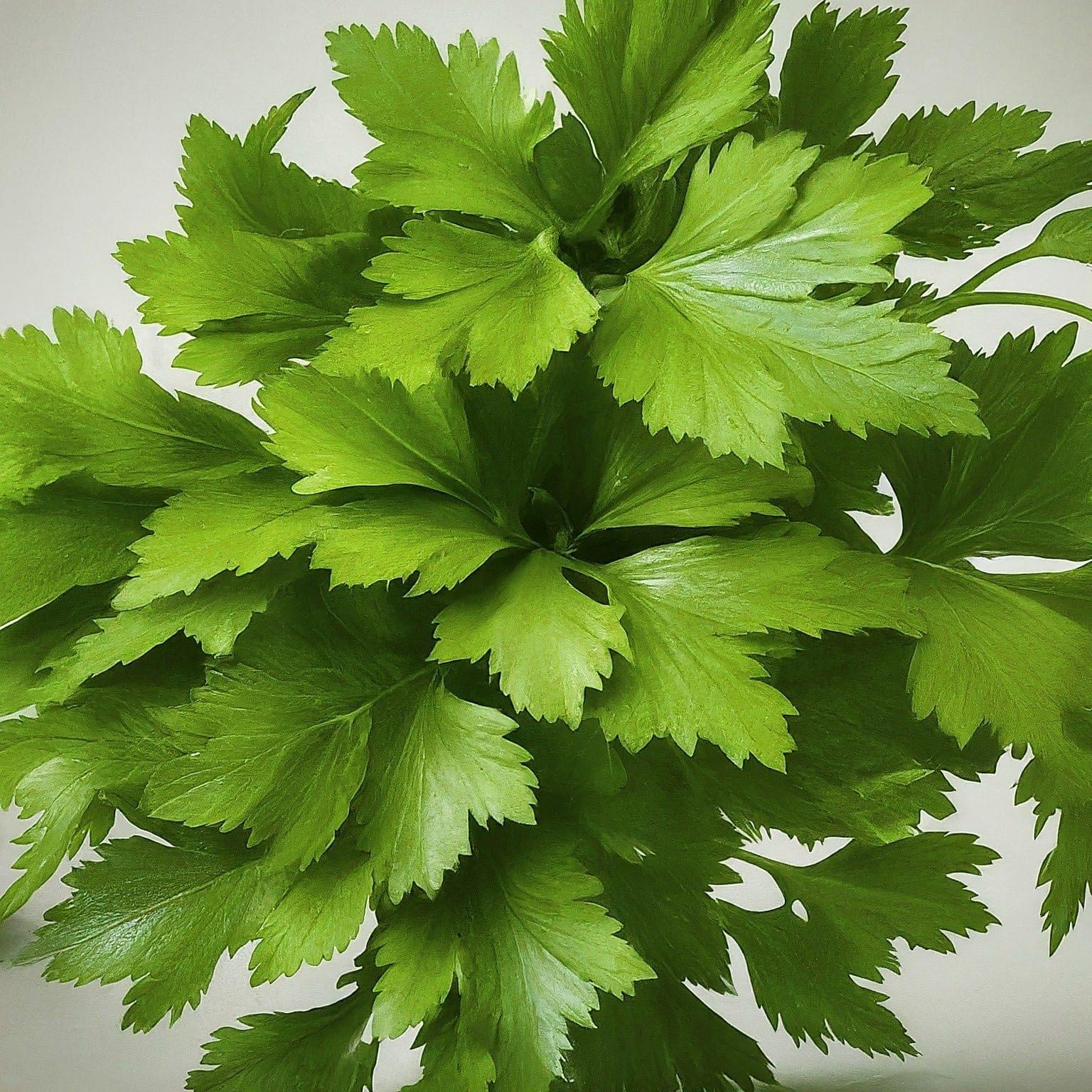 image_fx_a_realistic_photograph_of_parsely_leaves_as_a a bunch of parsely