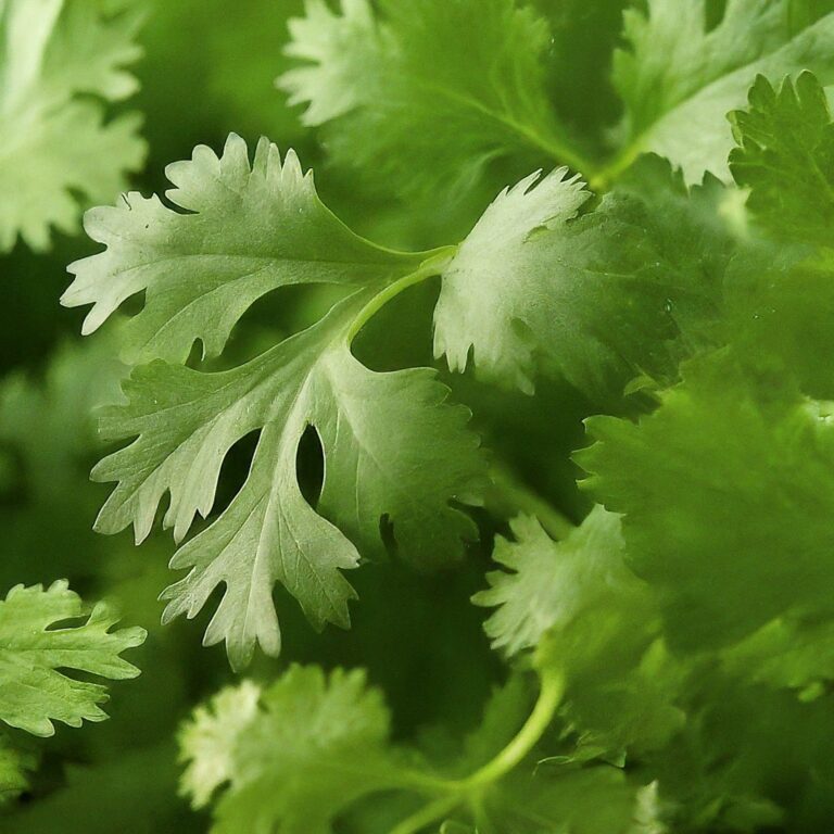 coriander leaves bunch